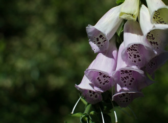Digitalis purpurea flowers closeup