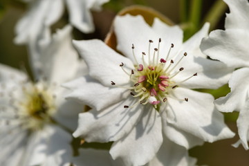 White flowers of Japanese pear