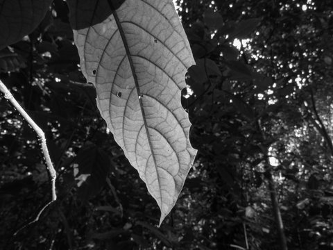 P/B leaf