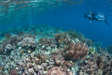 Fototapeta na wymiar Snorkeler and Beautiful Reef in Raja Ampat