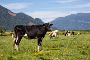 Fototapeta na wymiar Cows on a green farm field during a vibrant sunny summer day. Taken in Chilliwack, East of Vancouver, BC, Canada.
