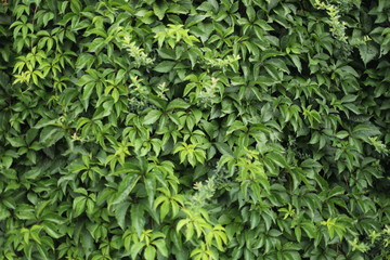 plante