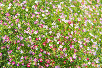 Fototapeta premium Beautiful Gypsophila flower, babysbreath gypsophila