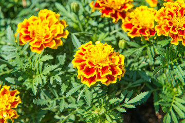French Marigolds flower. Beautiful yellow flower in the garden.