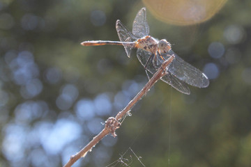 Libélula posada sobre rama con fondo desefocado