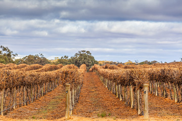 Rows of vines - trimmed and without leafs in winter. Riverland, South Australia