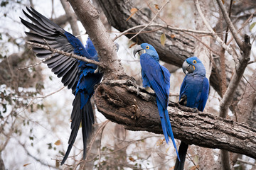 macaws