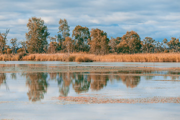 Gum trees and reed reflecting in Murray River in South Australia