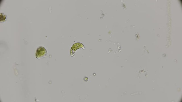the movement of the protozoa Euglena viridis, under the microscope