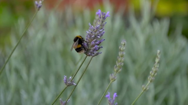 A colourful scene with a bumblebee on a lavender plant.