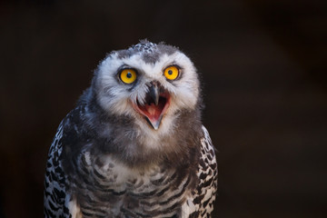 Micrathene whitneyi, the owl owl or dwarf owl with his mouth open while screaming. 