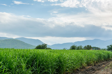cañaveral