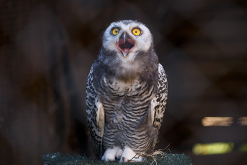 Micrathene whitneyi, the owl owl or dwarf owl with his mouth open while screaming. 
