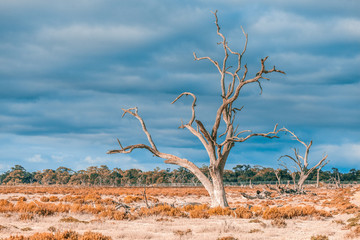 Dead barren gum tree in native Australian Landscape