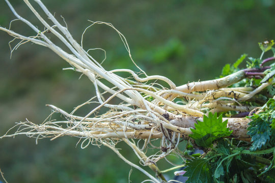 white root of young nettle for herbal medicine. Urtica dioica