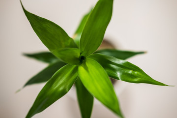 Closeup of dracaena braunii or lucky bamboo in white pot seen from the top.