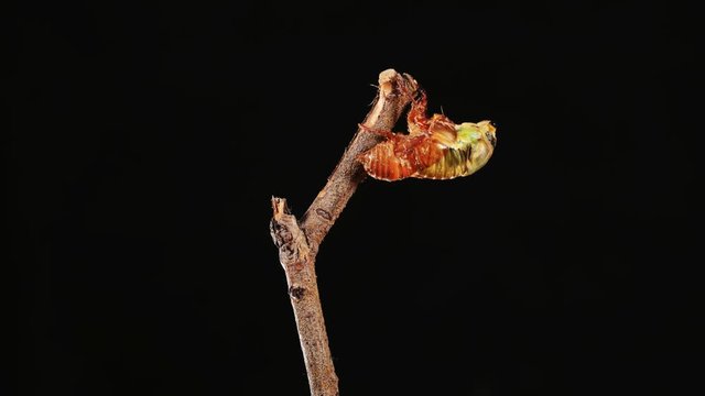 A cicada metamorphoses on a branch, time-lapse photography.