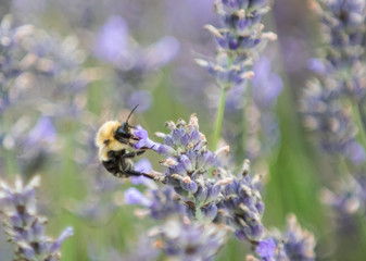 Honeybees collecting pollen