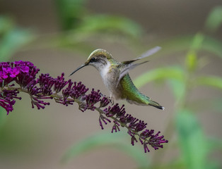Hummingbird on Flower