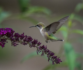 Fototapeta na wymiar Hummingbird on Flower