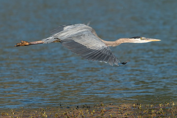 Great Blue Heron flying over the lake.
