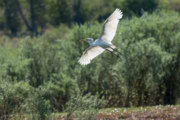 Great White Egret flying over the lake.