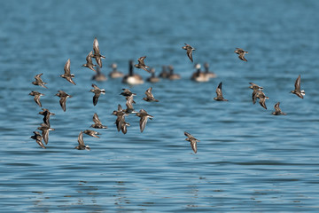 Western sandpipers flying over the lake.