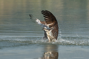 Osprey catching fish from the lake.