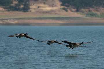 Canada geese flying over the lake.
