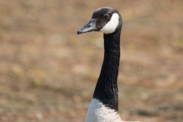 Canada goose close up.