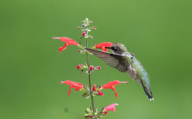 Hummingbird on Flower