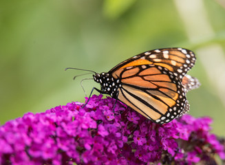 Monarch Butterfly on Flower