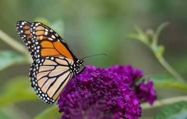 Monarch Butterfly on Flower