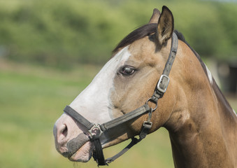 Obraz premium A horse is shown in an enclosed paddock at a stable with a bridle attached