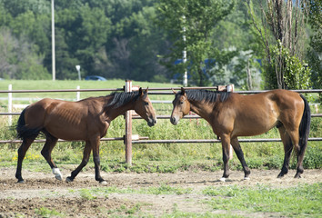 Horses are shown outdoors in an enclosed paddock at a stable