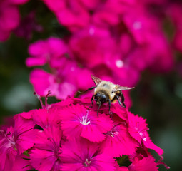 Bee on Flower