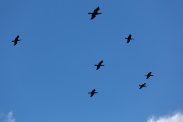 Flock of big black birds in blue sky