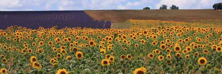 Sunflower field in French Provence with lavender in the background