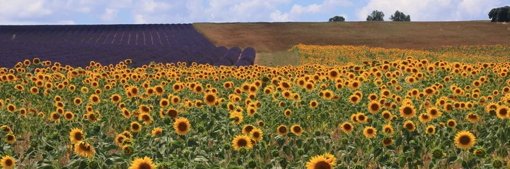 Papier Peint photo Autocollant Tournesol Sunflower field in French Provence with lavender in the background