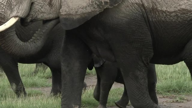 African Elephant (Loxodonta africana) family with tiny calf scratching eye with trunk, in grasslands, Amboseli N.P., Kenya