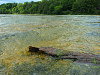 Driftwood on river