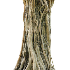 Tree trunk isolated on white background. This has clipping path. © yotrakbutda