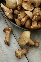 pied de mouton mushroom