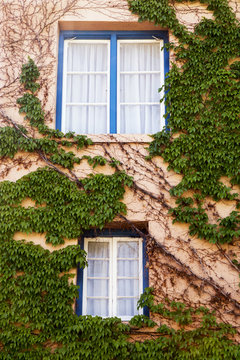 Vine Covered Walls and Blue Window Frames in Santa Fe, New Mexico