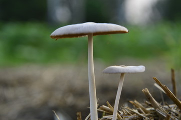 Mushrooms in the natural environment