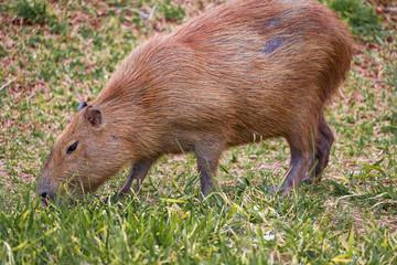 Very common capybara of Brazil