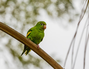 White eyed parakeet