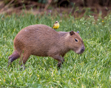 Capybara with a kiskadee on its back