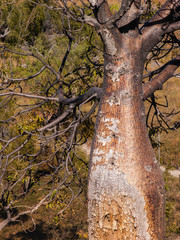 Baobab Tree