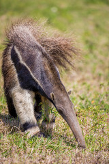 Anteater of Southern Brazil's Pantanal